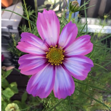 Cosmos bipinnatus 'Picotee'