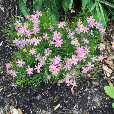 Coreopsis verticillata 'Show Stopper'