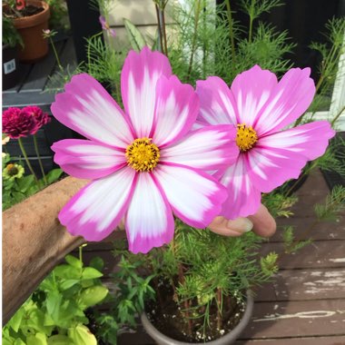 Cosmos bipinnatus 'Picotee'