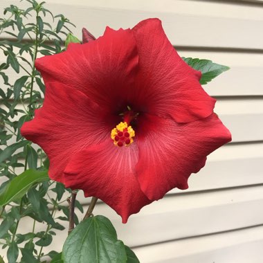 Hibiscus Rosa-sinensis 'Ruby Red'