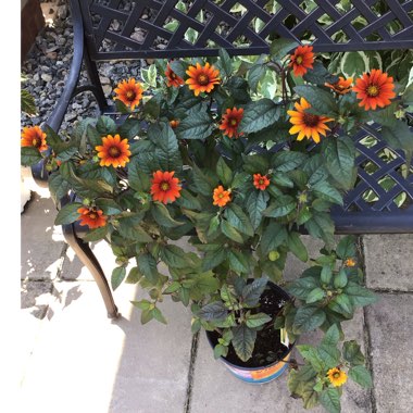 Heliopsis Helianthoides var.scabra 'Bleeding Hearts'