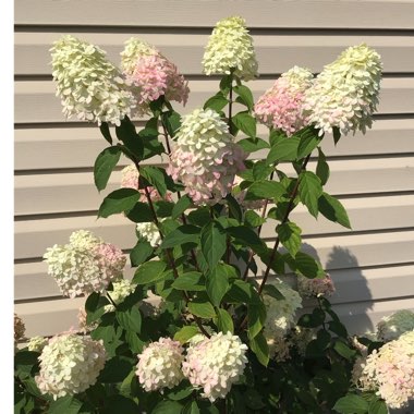 Hydrangea paniculata 'Limelight'