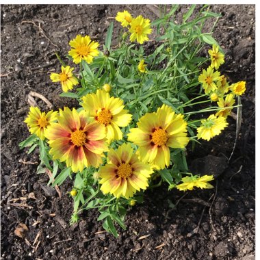 Coreopsis Li'l Bang 'Enchanted Eve'