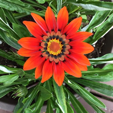 Gazania Rigens ‘New Day Bronze'