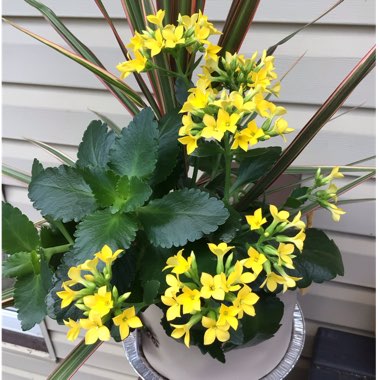 Kalanchoe Blossfeldiana 'Yellow'