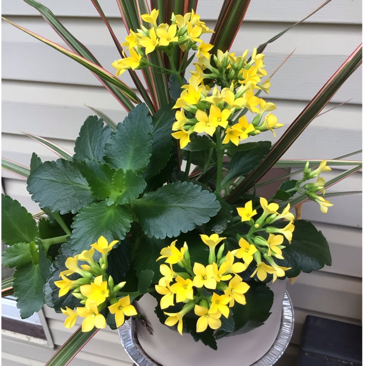 Plant image Kalanchoe Blossfeldiana 'Yellow'