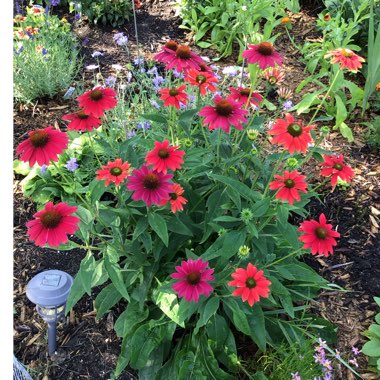 Echinacea 'Balsomtresgo' (Sombrero Series) syn. Echinacea 'Sombrero Tres Amigos'