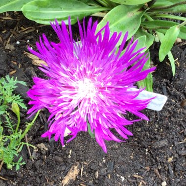 Stokesia laevis