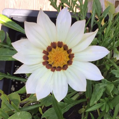 Gazania rigens 'New Day'