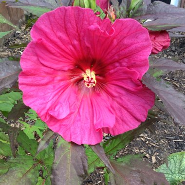 Hibiscus