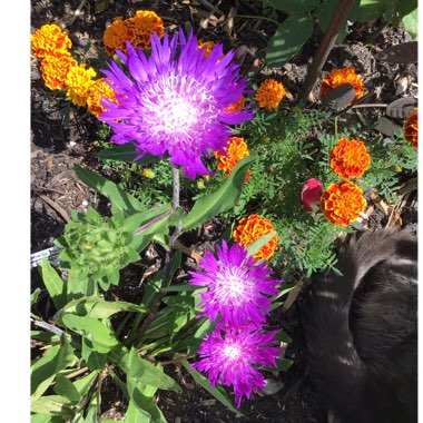 Stokesia laevis