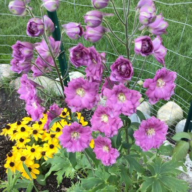 Delphinium 'Excalibur Pink'