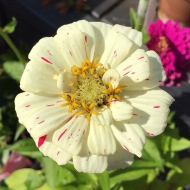 Zinnia elegans 'Candy Cane Mix'