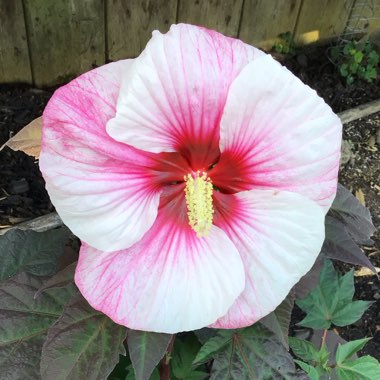 Hibiscus