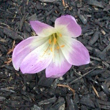 Colchicum autumnale 'Album'