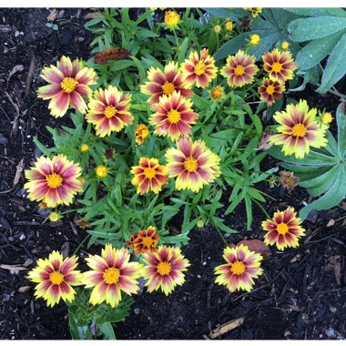 Coreopsis Li'l Bang 'Enchanted Eve'