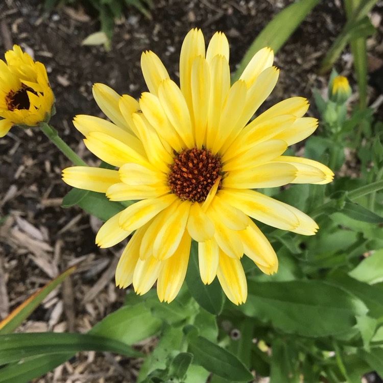 Plant image Calendula officinalis