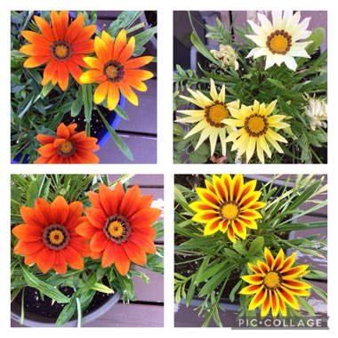 Gazania Rigens ‘New Day Bronze'