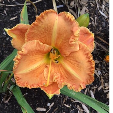 Hemerocallis