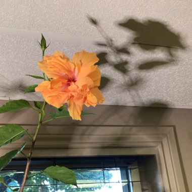 Hibiscus rosa-sinensis