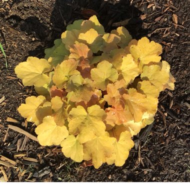 Heuchera 'Caramel'