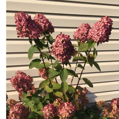 Hydrangea paniculata 'Limelight'