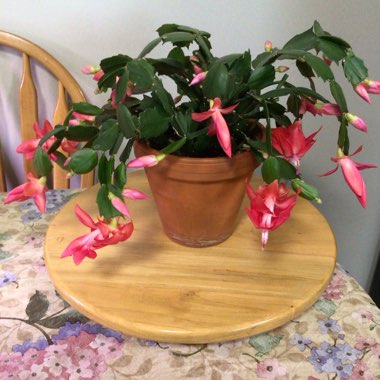 Schlumbergera truncata