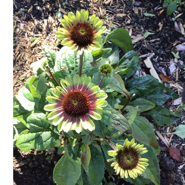 Echinacea purpurea 'Green Twister'