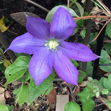 Clematis (Pruning Group 2)