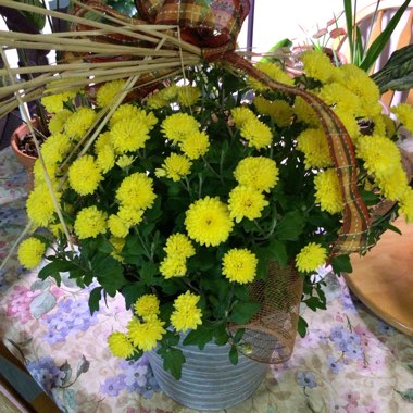 Chrysanthemum