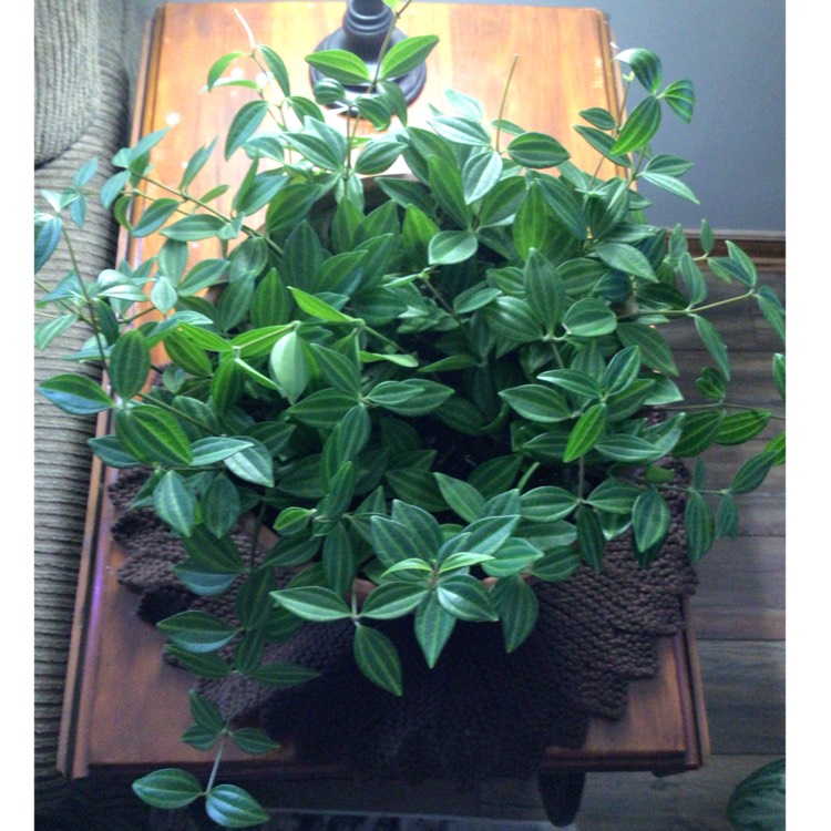 Plant image Peperomia Tetragona