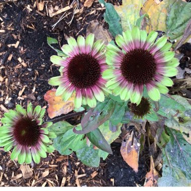 Echinacea purpurea 'Green Twister'