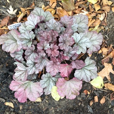 Heuchera