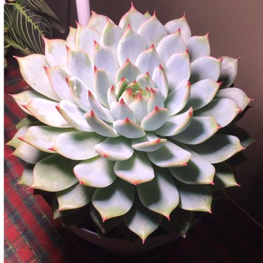 Echeveria