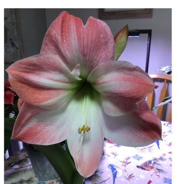 Hippeastrum 'Apple Blossom'