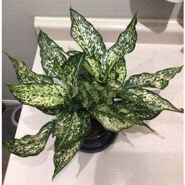 Chinese Evergreen