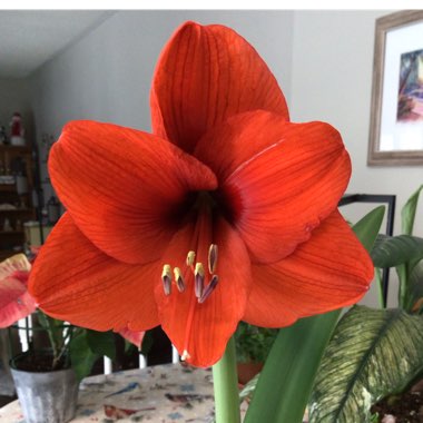 Hippeastrum 'Red Lion'