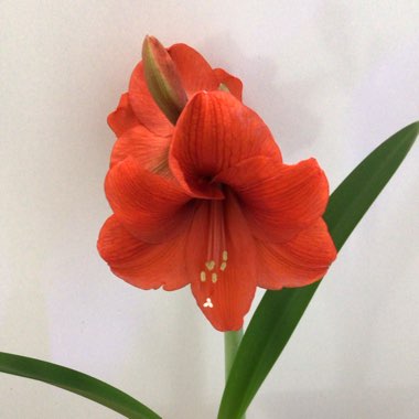 Hippeastrum 'Red Lion'