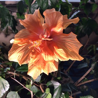 Tropical Hibiscus