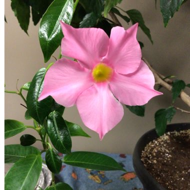 Mandevilla illusions pink