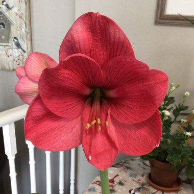 Hippeastrum (Amaryllis)