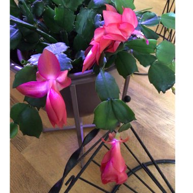 Zygocactus,Thanksgiving Cactus