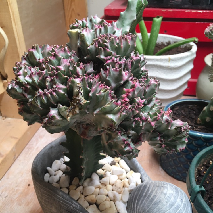 Plant image Euphorbia lactea 'Rainbow Crest'