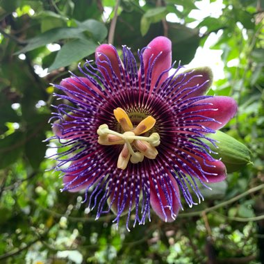 Passion Flower