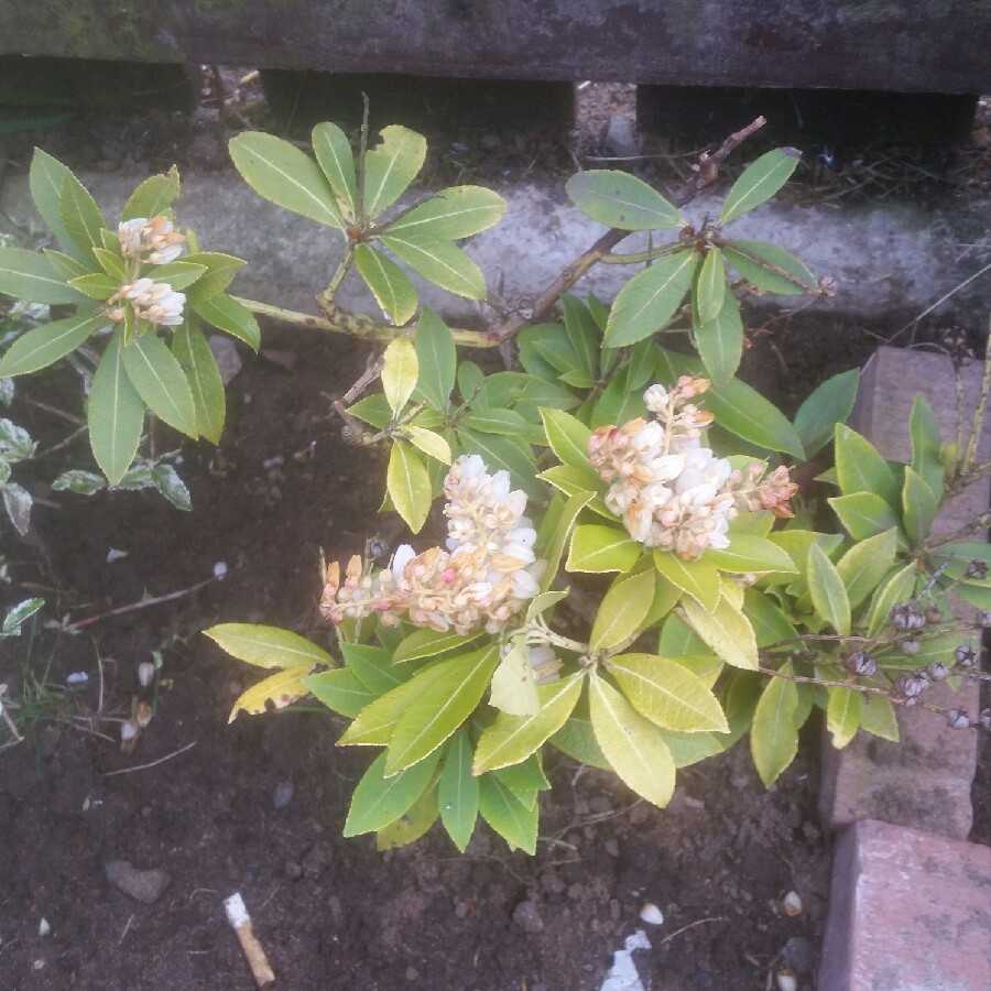 Plant image Pieris japonica 'Katsura'