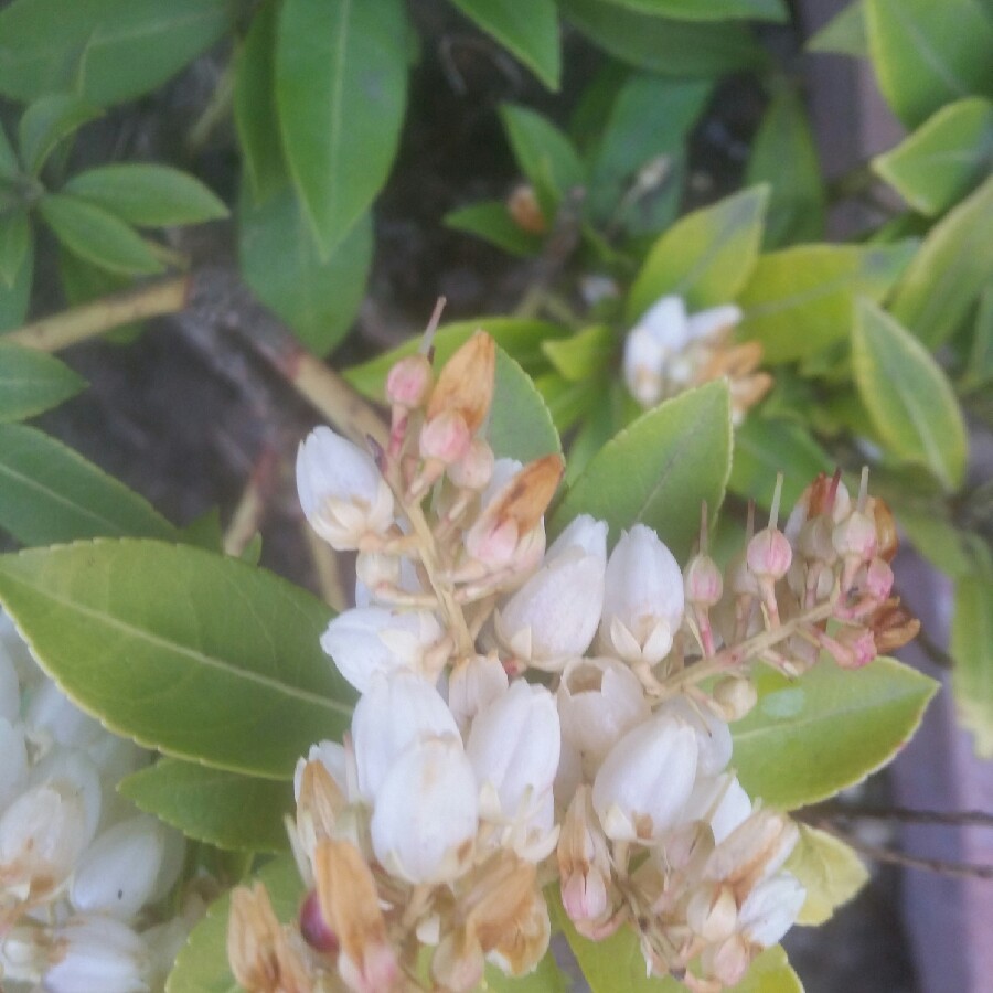 Pieris 'Katsura'