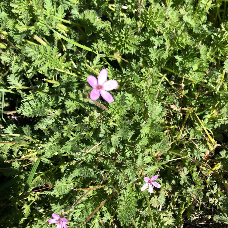 Plant image Erodium moschatum