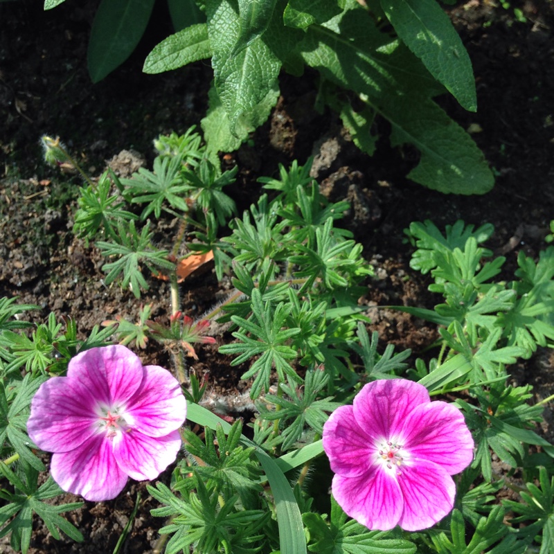 Plant image Geranium 'Elke'