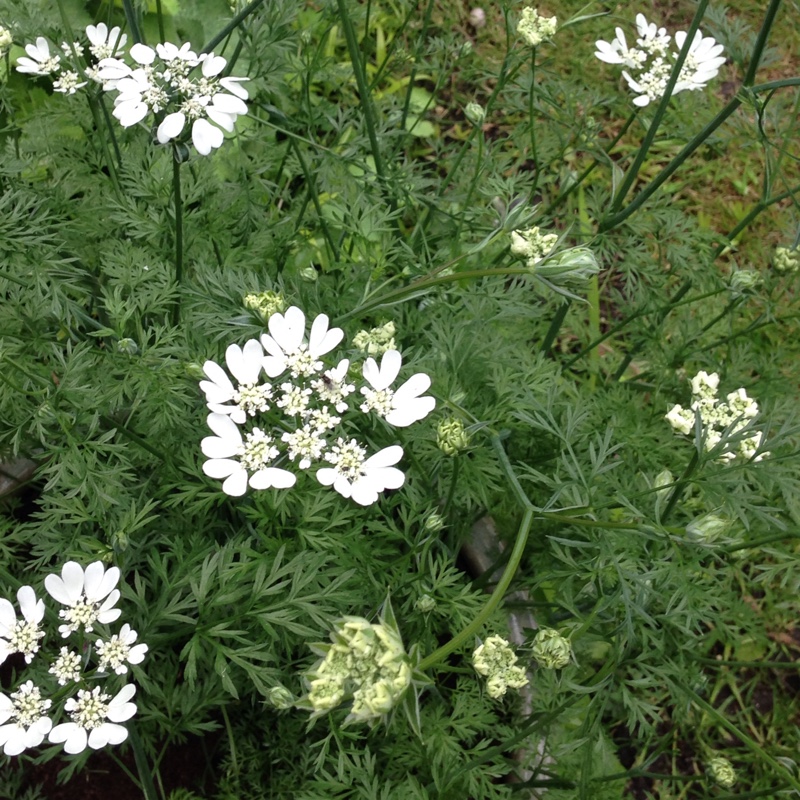 Plant image Orlaya Grandiflora