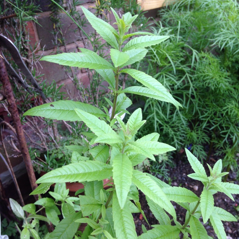 Plant image Aloysia citrodora syn. Aloysia triphylla